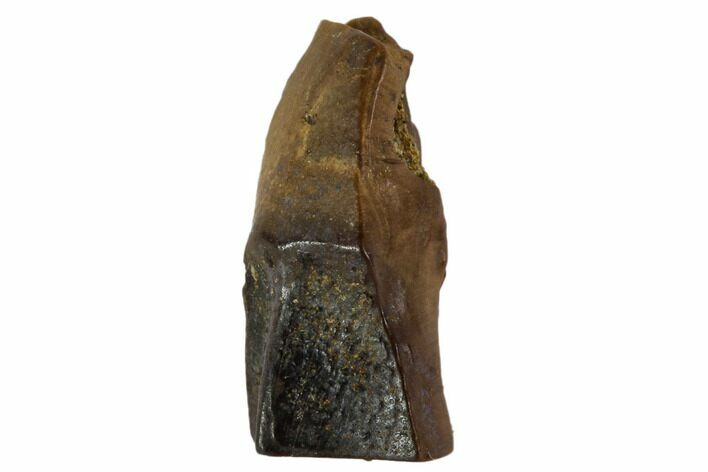 Ceratopsid Dinosaur Tooth - Judith River Formation #108113